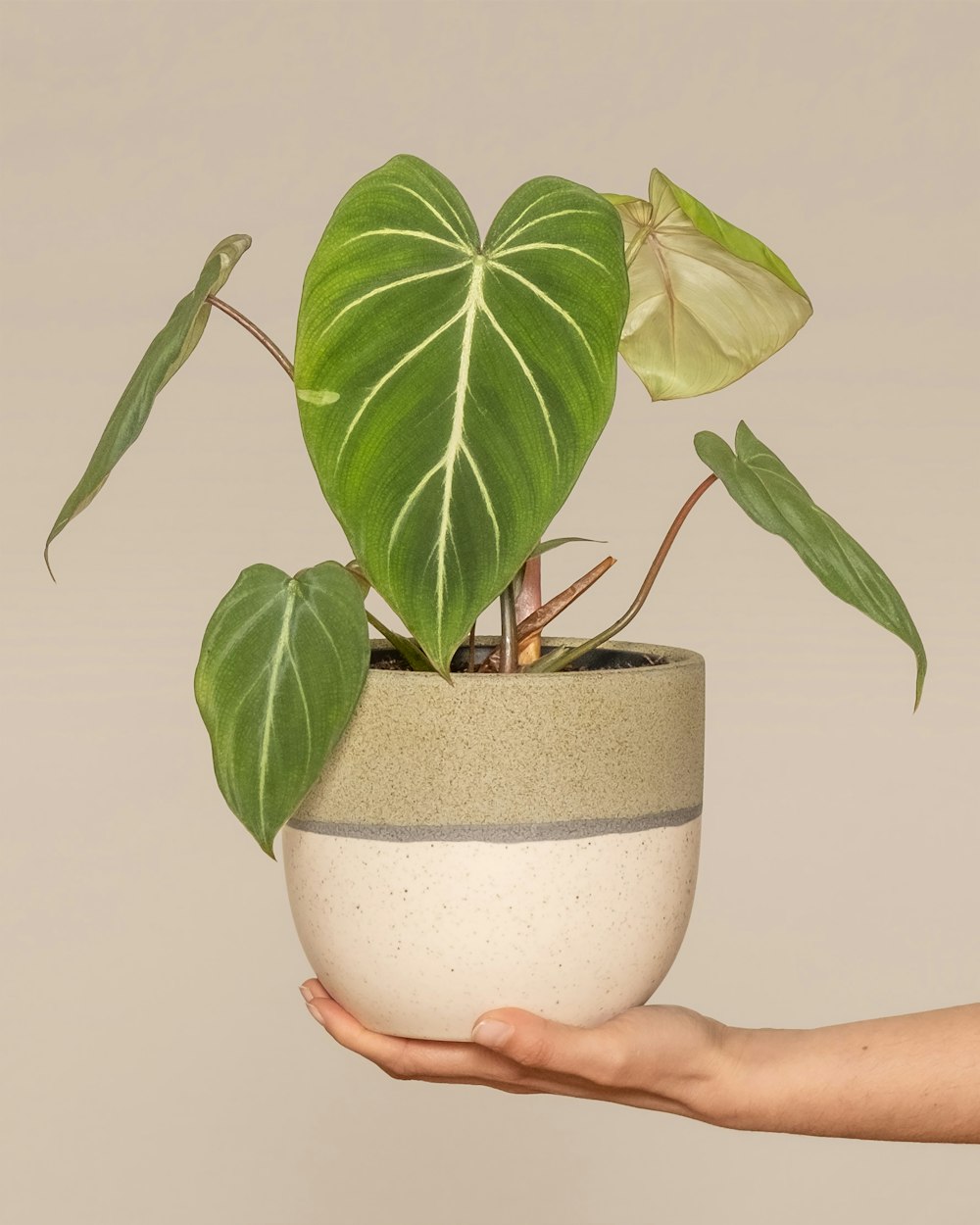 a hand holding a potted plant with green leaves