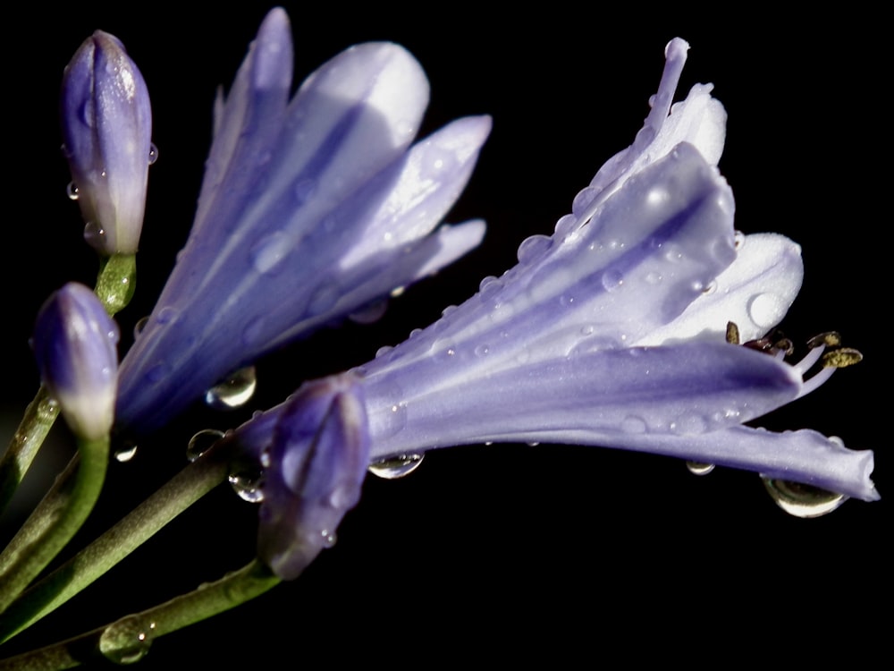 a purple flower with drops of water on it