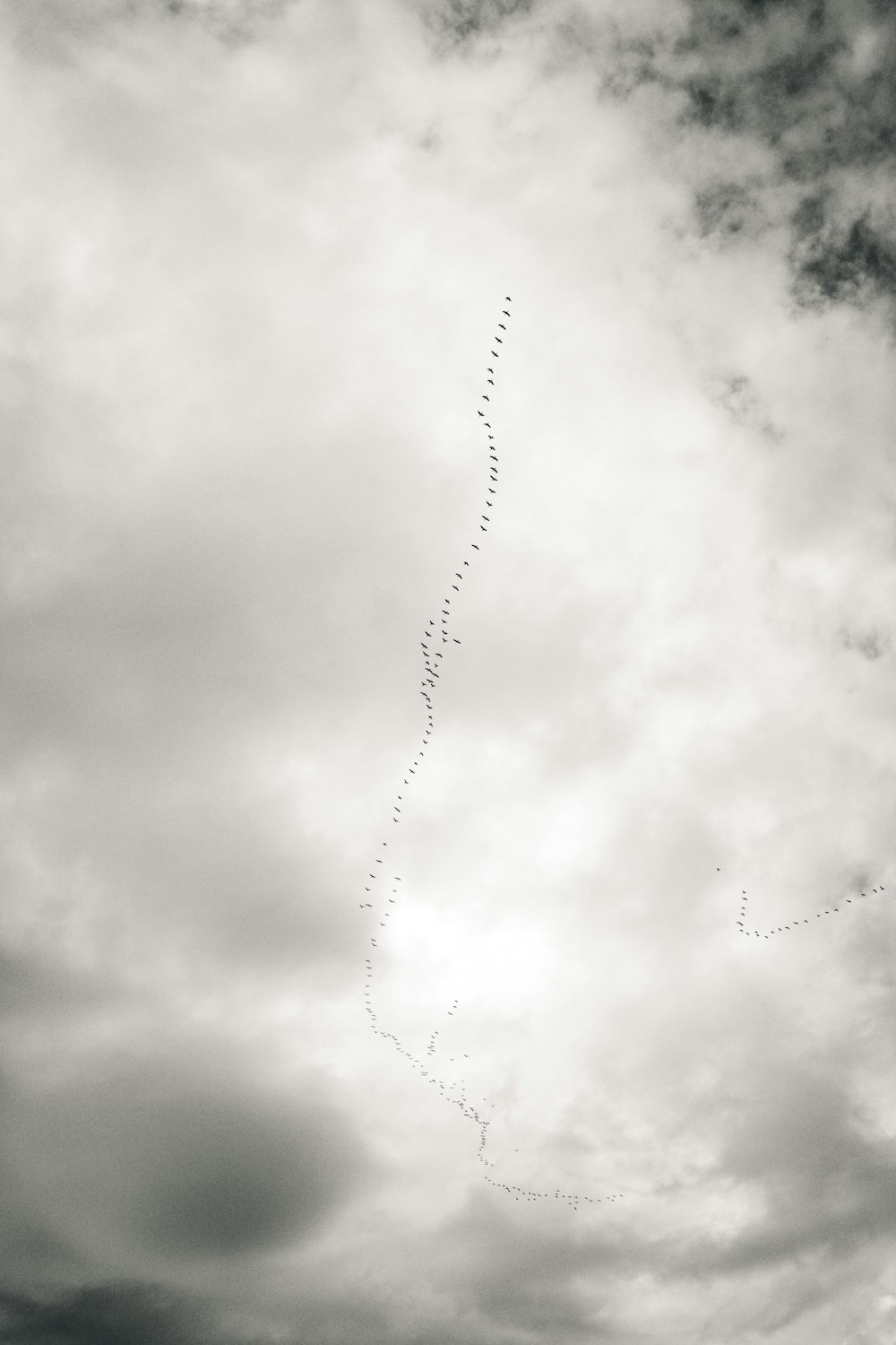 a black and white photo of a kite in the sky