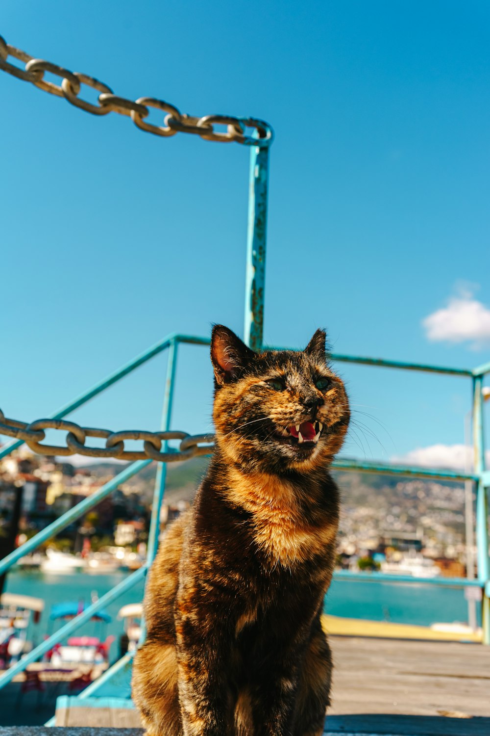 a cat that is sitting down on a dock