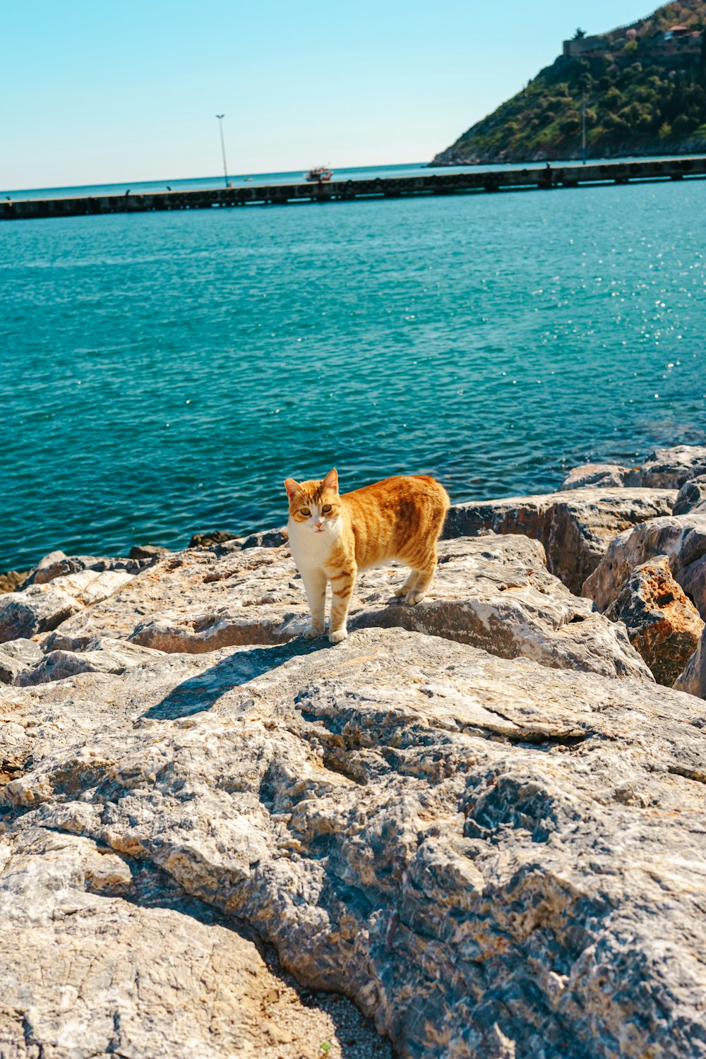 an orange and white cat standing on a rock by the water
