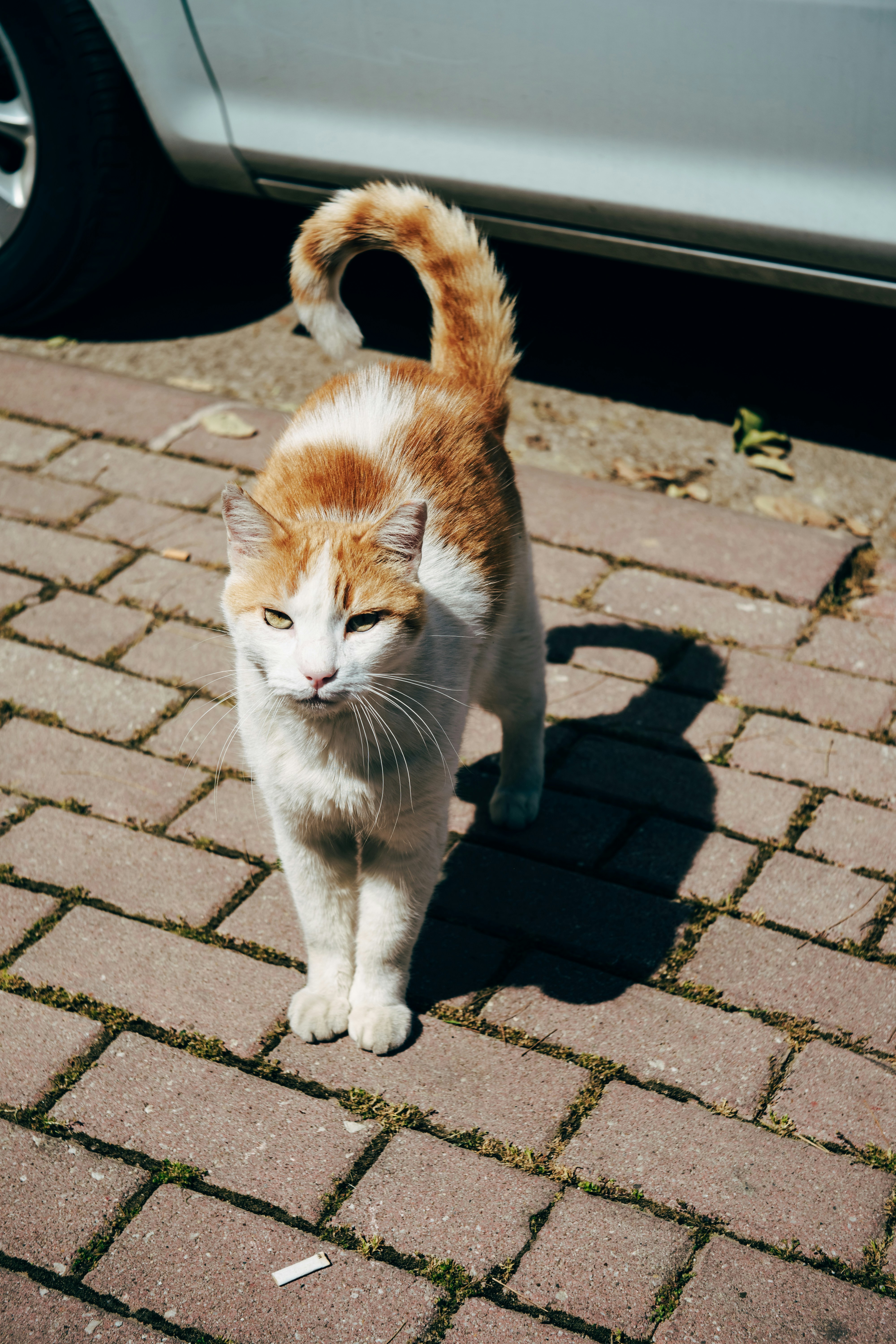 Photo by igorharrier