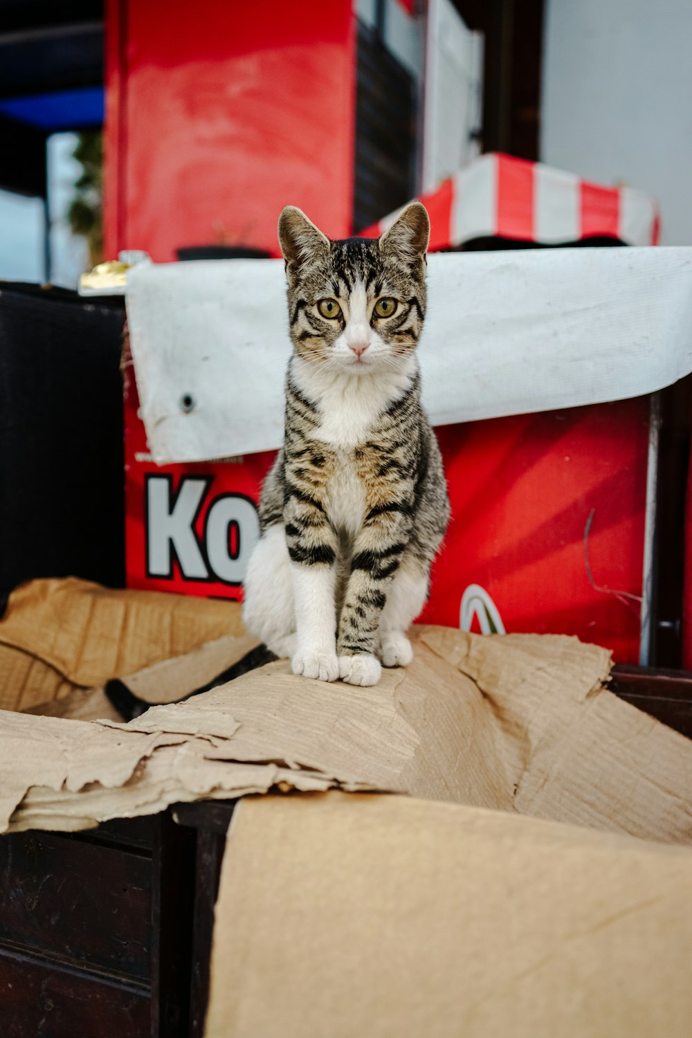 a cat sitting on top of a pile of cardboard