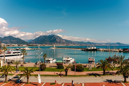 a marina with boats and palm trees in the foreground