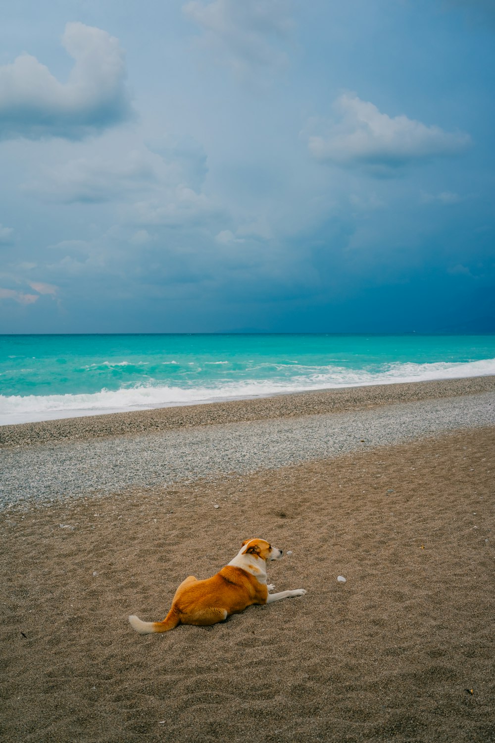 a dog laying on a beach next to the ocean