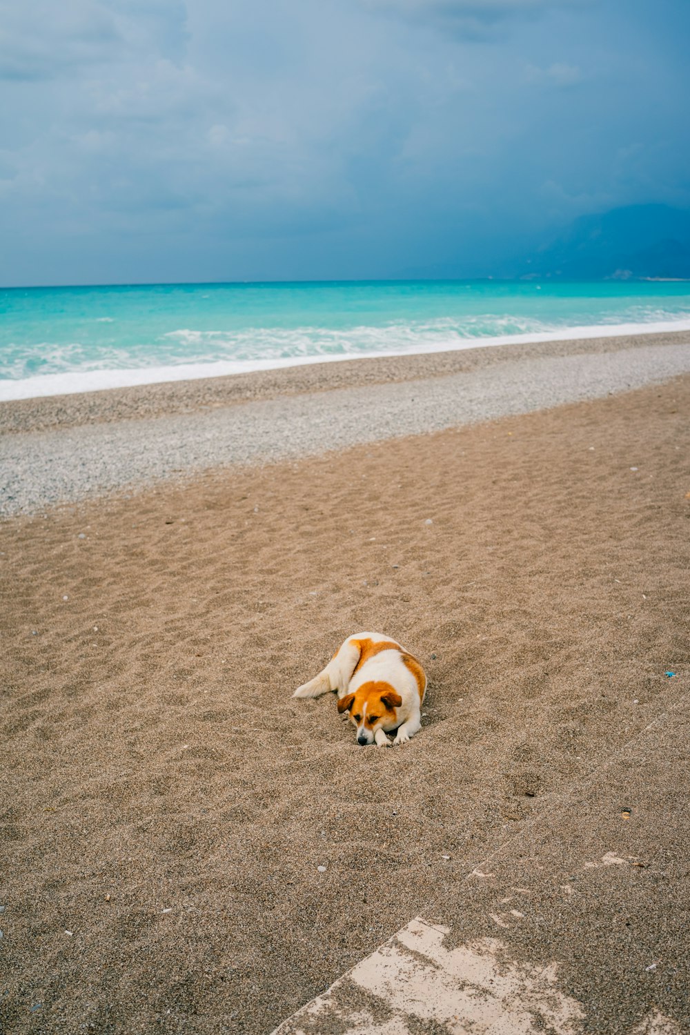 a brown and white dog laying on top of a sandy beach