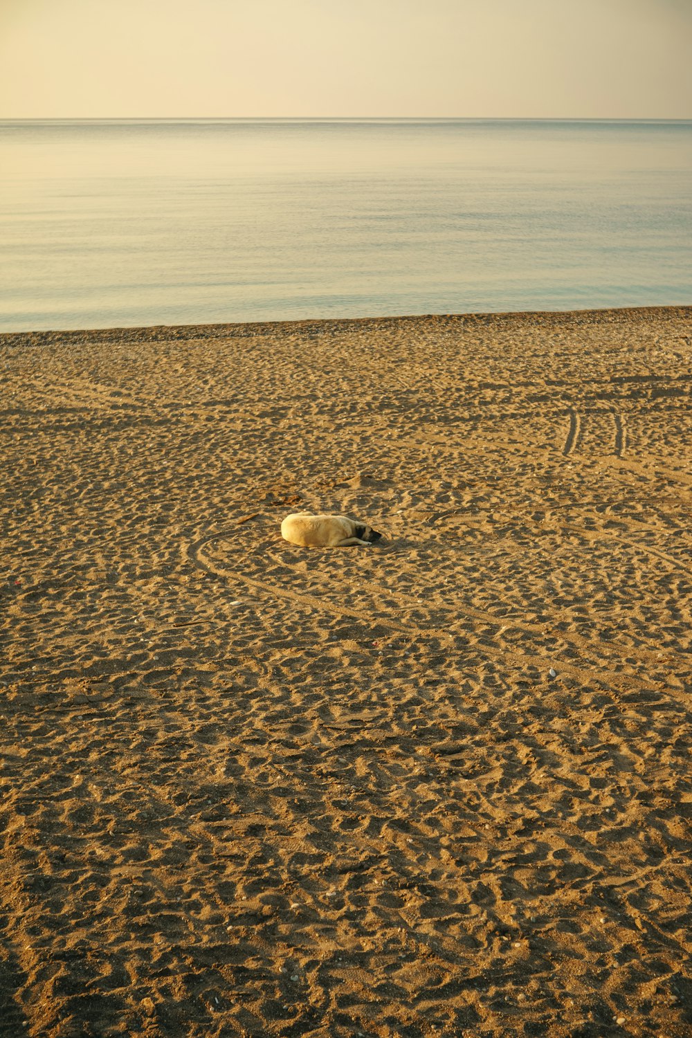 a white dog laying on top of a sandy beach