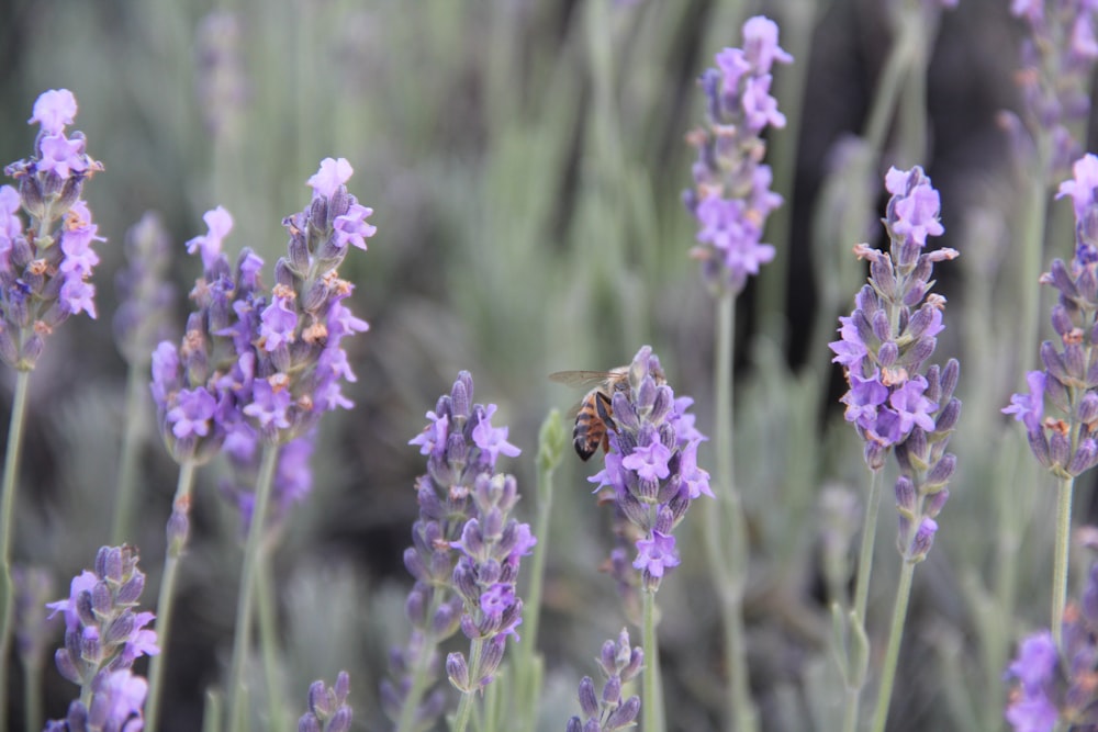 a bee is sitting on a lavender plant