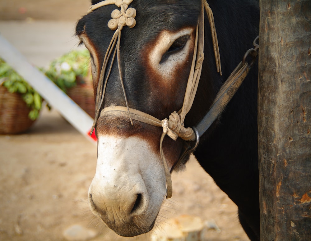 a close up of a donkey wearing a harness