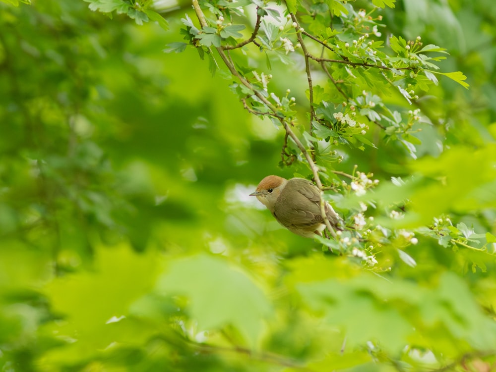 a small bird perched on a branch in a tree