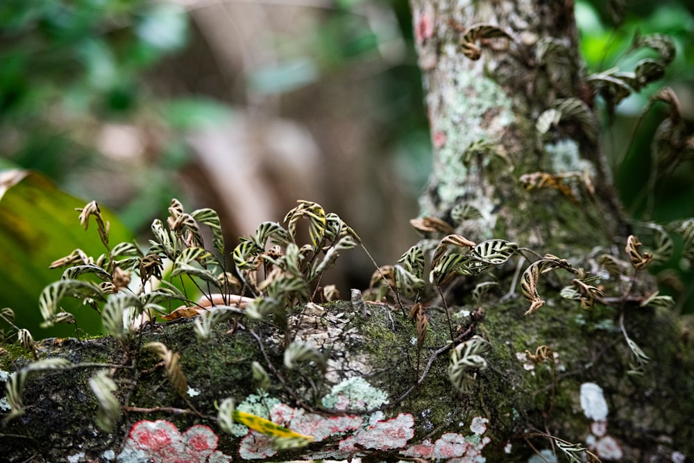 a close up of a tree with moss growing on it