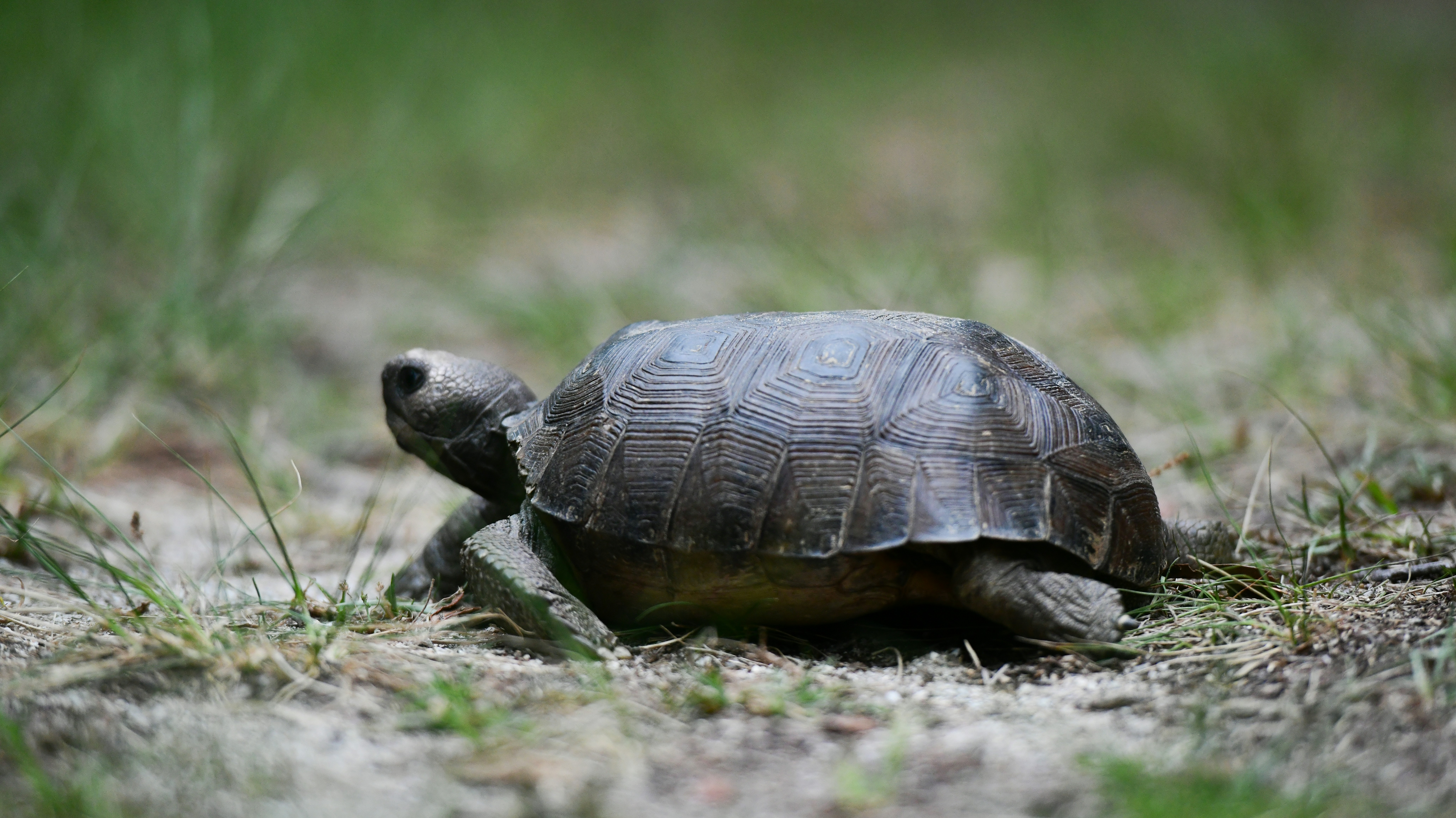 a close up of a small turtle on the ground