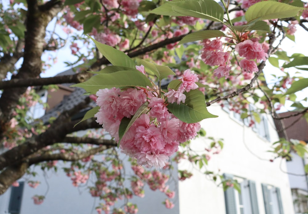 un árbol con flores rosas frente a un edificio