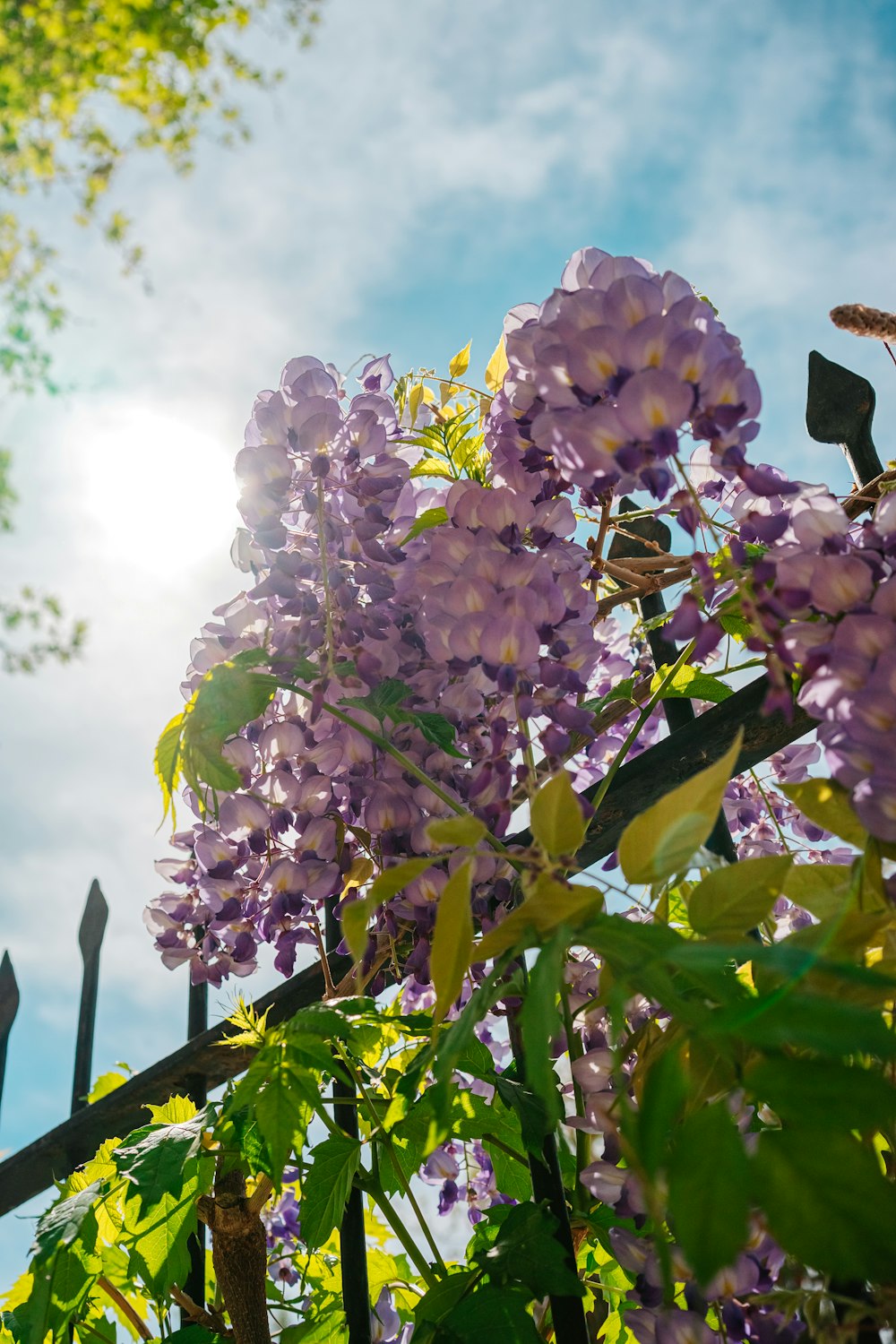 a bunch of purple flowers growing on a tree