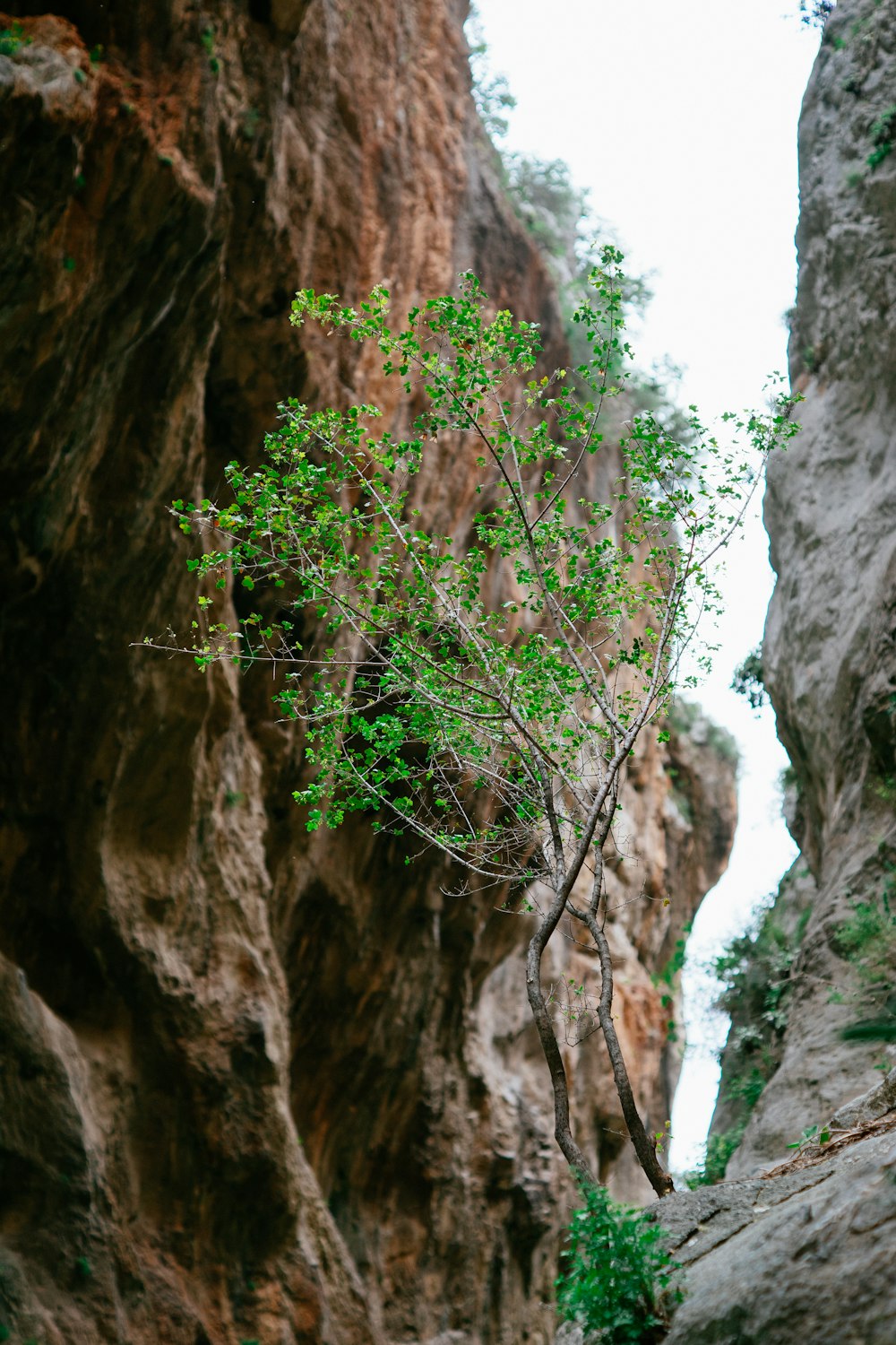 a small tree growing out of the side of a cliff