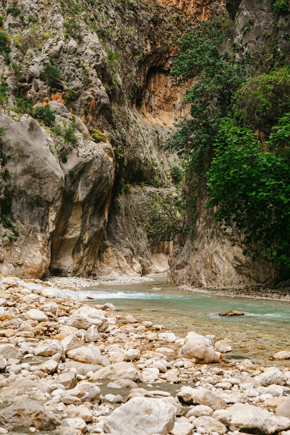 a river running through a lush green forest