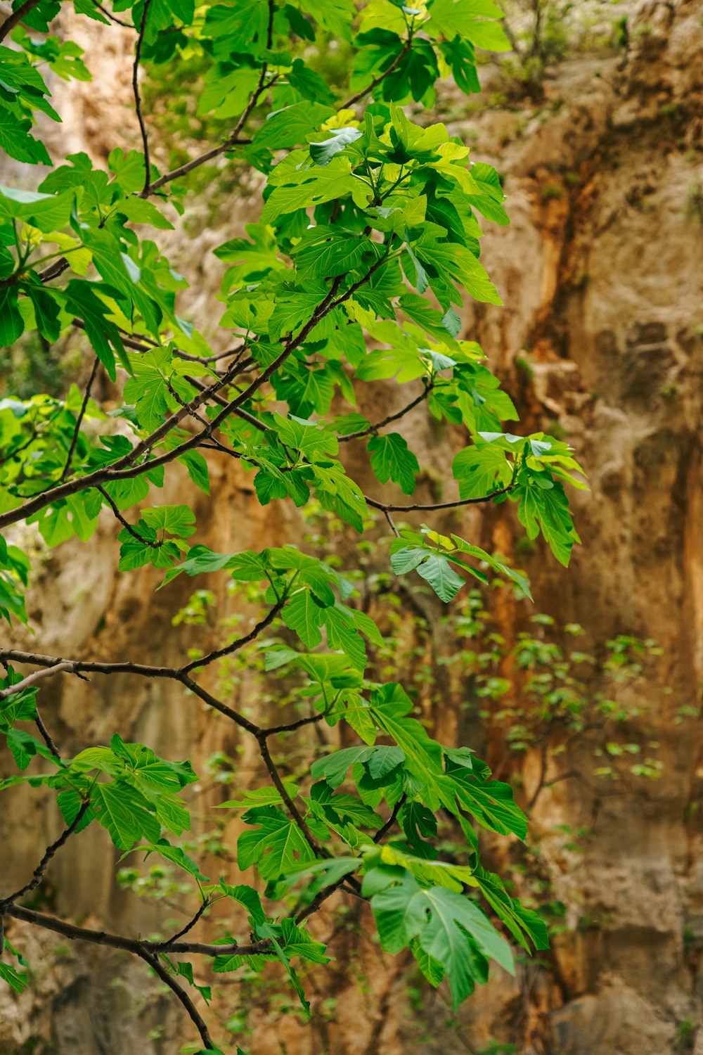 a bird perched on a tree branch in front of a cliff