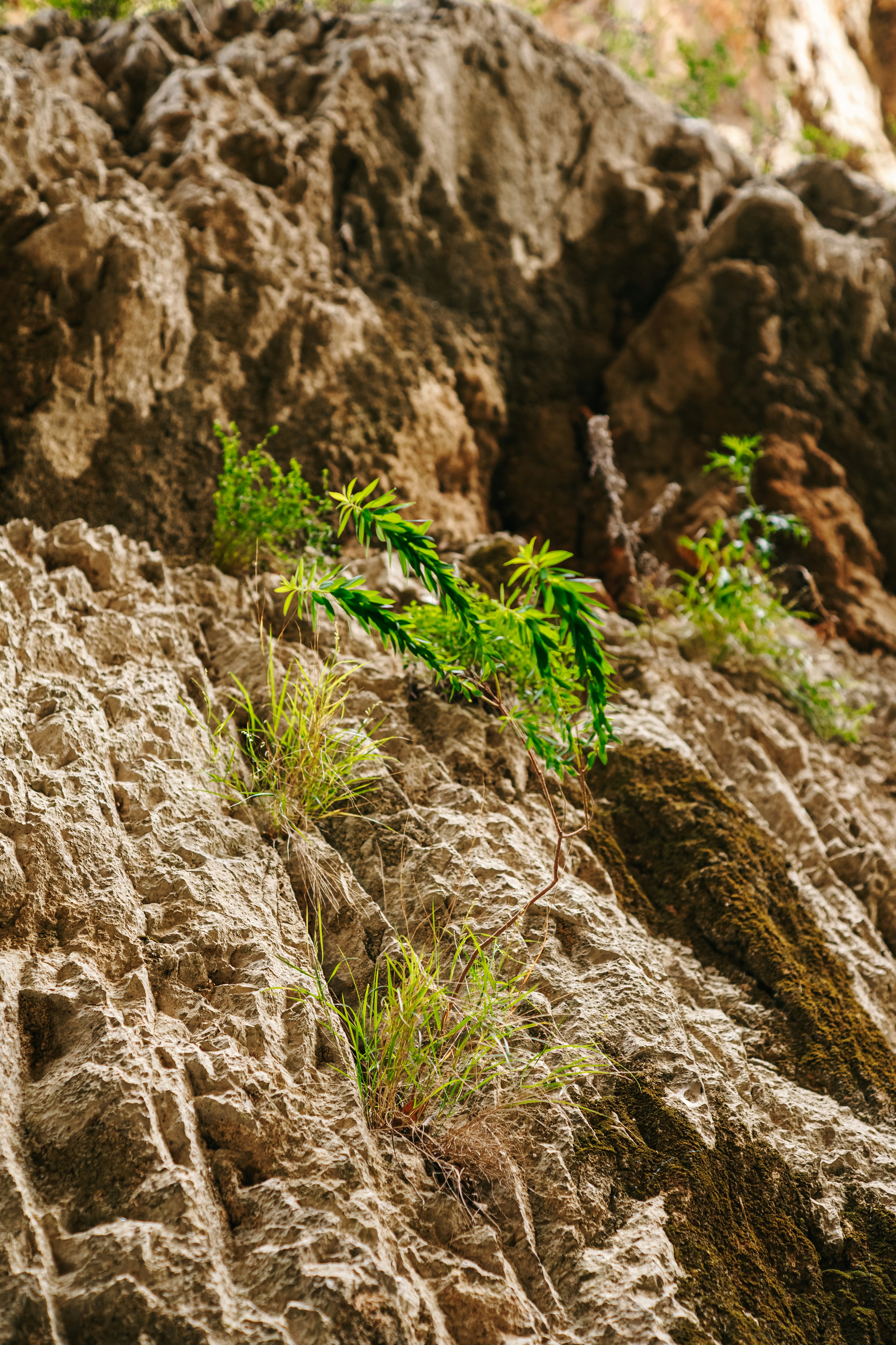 Photo by igorharrier