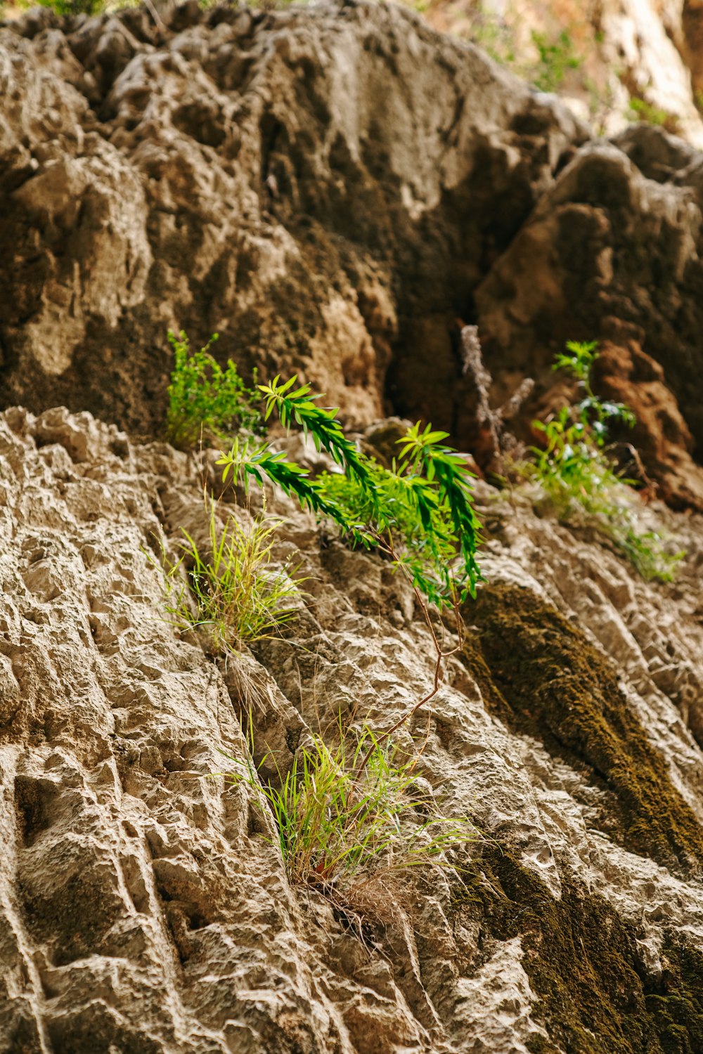 a plant growing out of a crack in the rocks