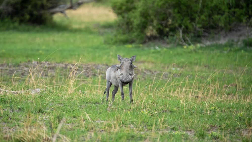 a small animal standing in a grassy field