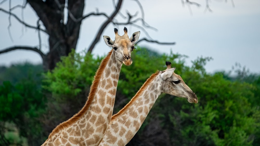 a couple of giraffe standing next to each other