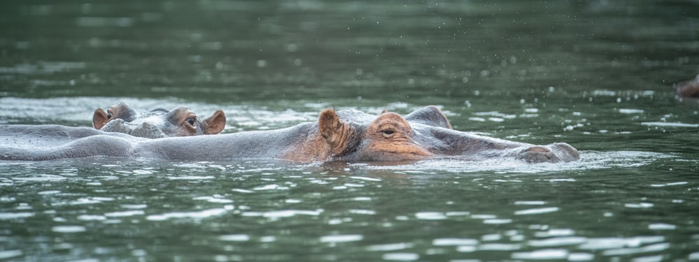 a group of hippopotamus swimming in a body of water