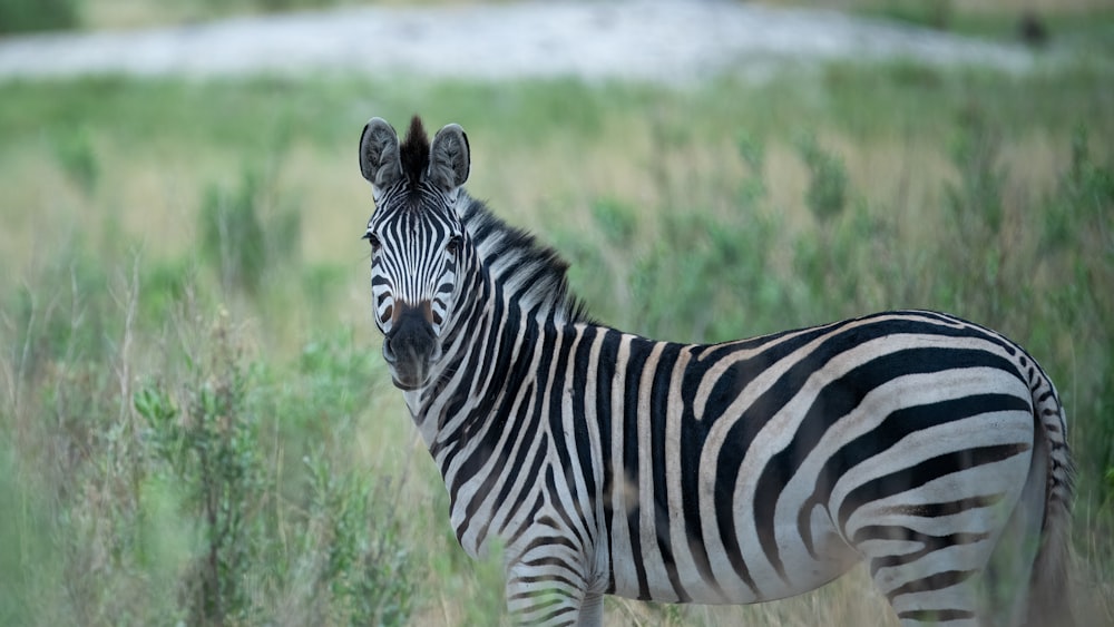 a zebra standing in a field of tall grass