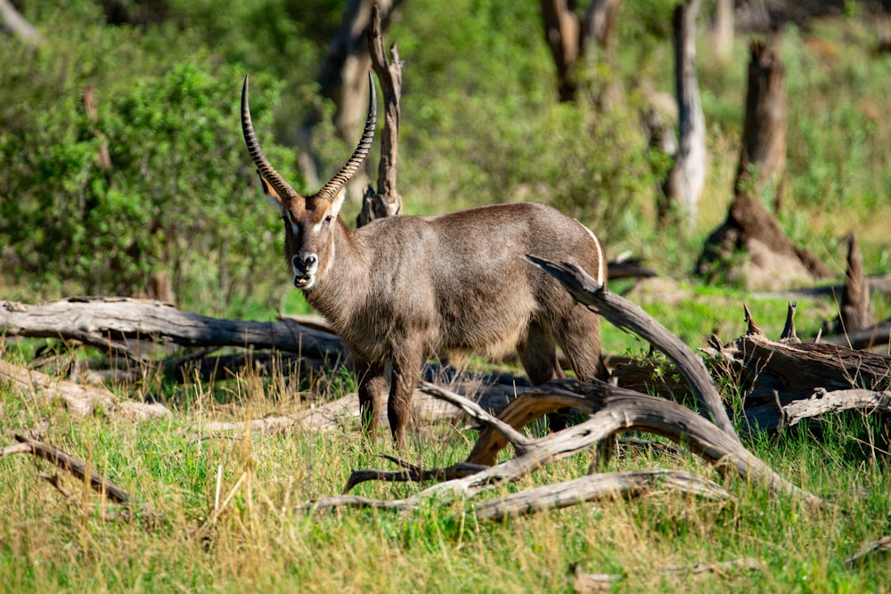 an antelope standing in a grassy area surrounded by dead trees