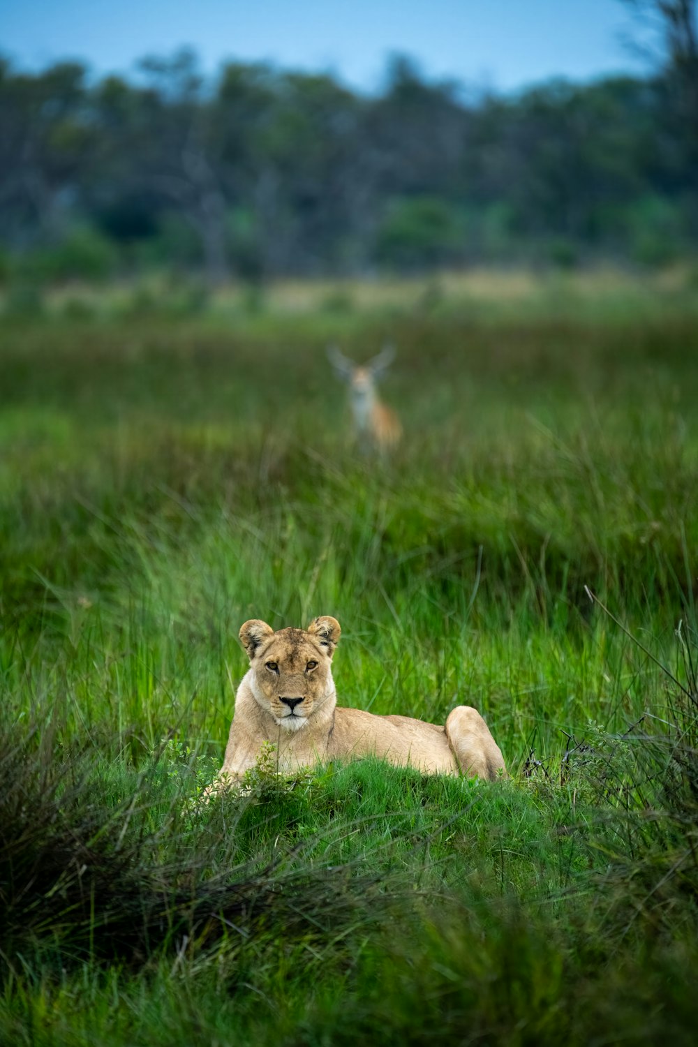 ein Löwe liegt im Gras mit einem Reh im Hintergrund