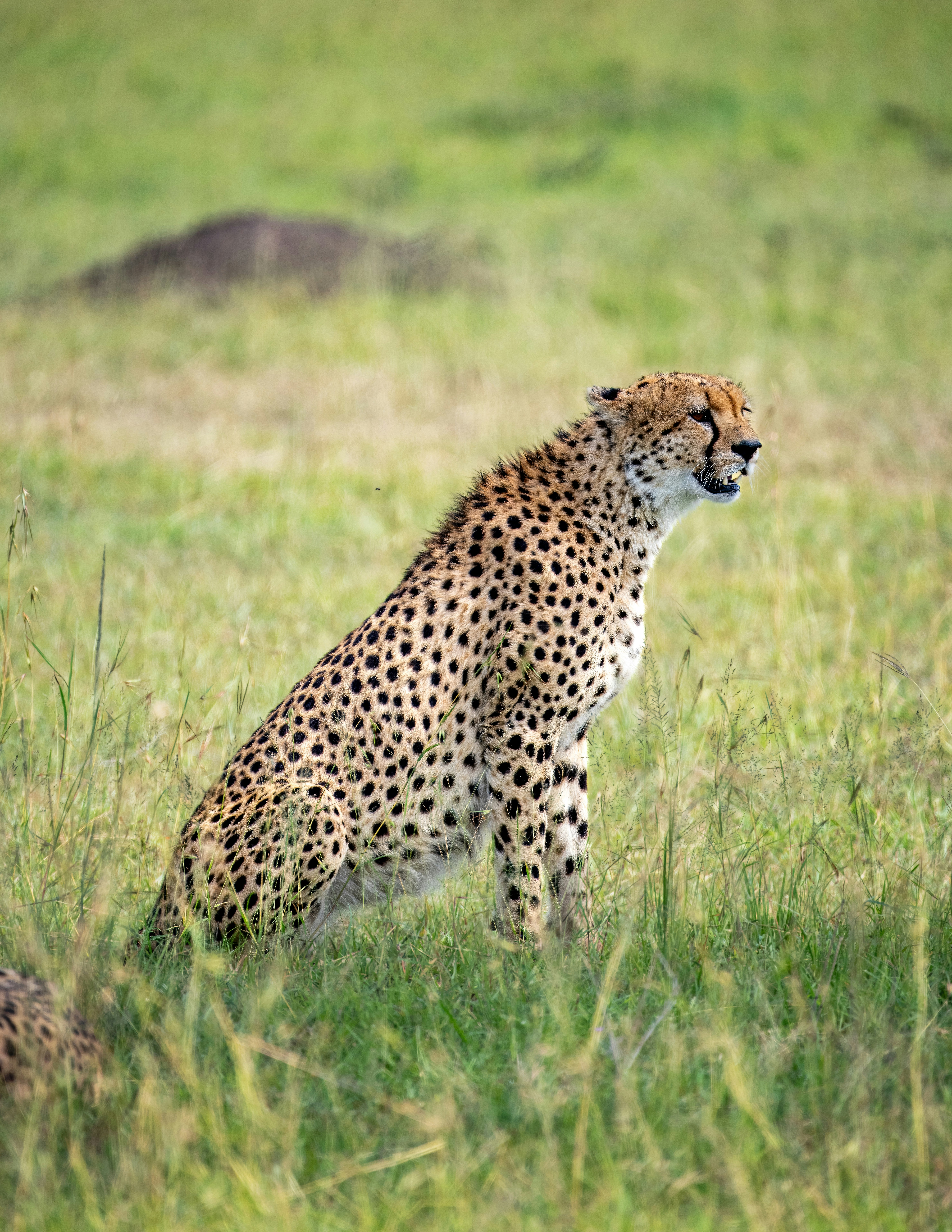 a cheetah sitting in a field of tall grass
