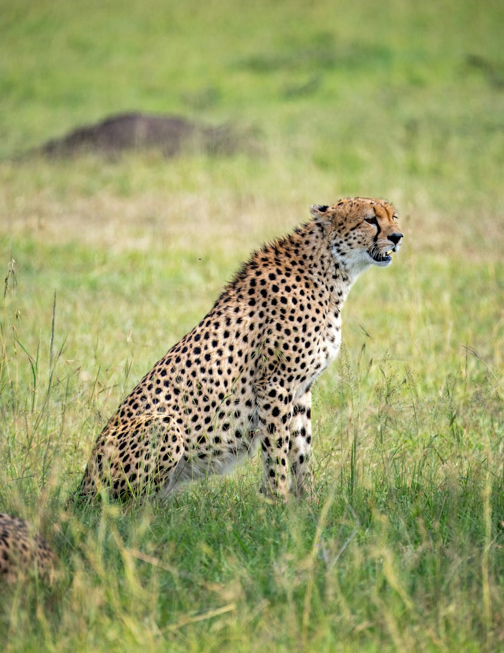 a cheetah sitting in a field of tall grass