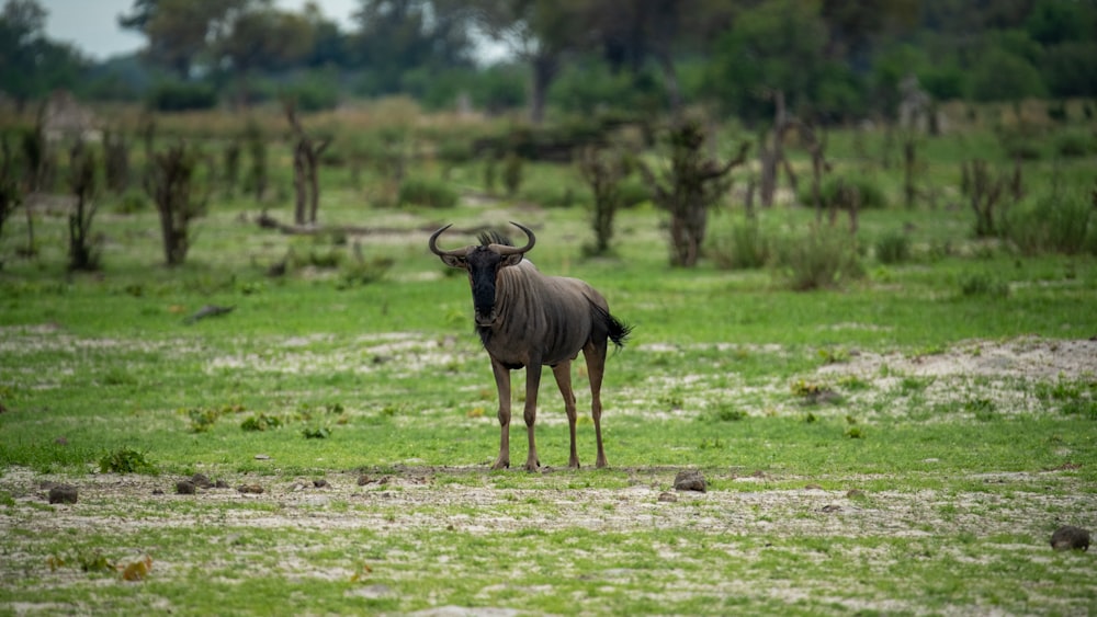 a wildebeest standing in a field with trees in the background