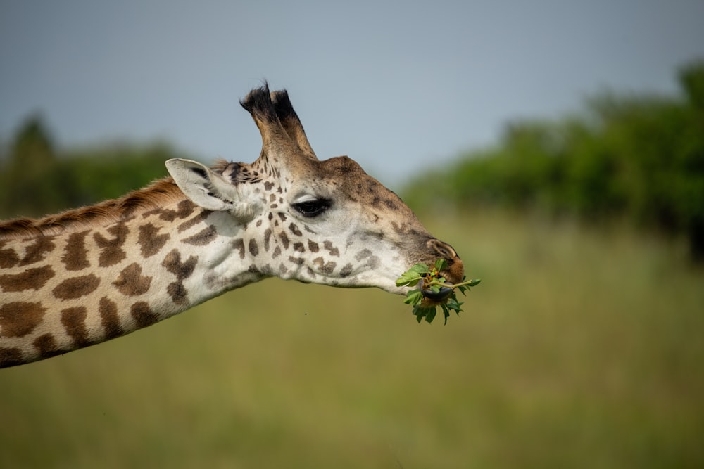 a giraffe eating leaves off of a tree