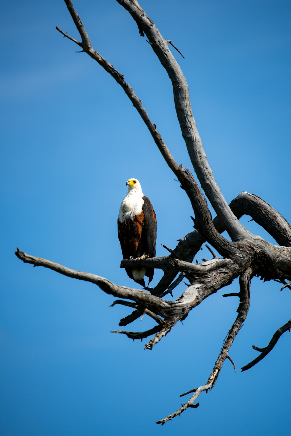 a bald eagle perched on top of a tree branch