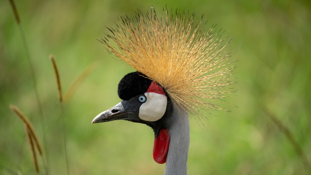 a close up of a bird with a mohawk on it's head