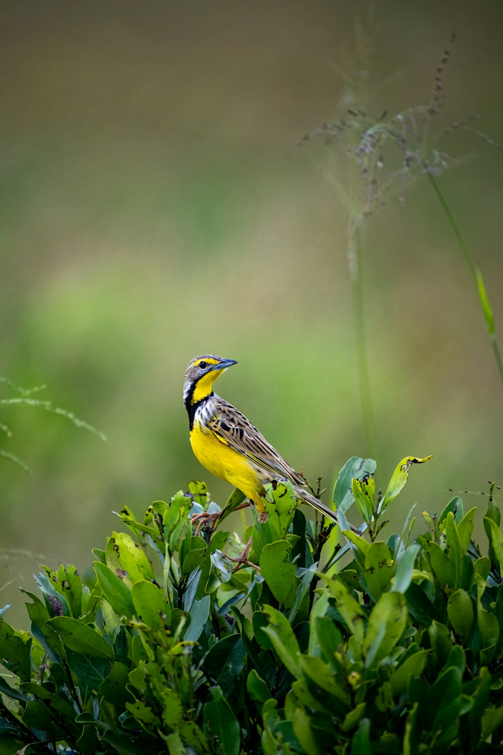 a yellow and black bird sitting on top of a bush
