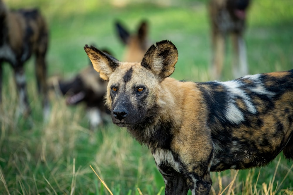a group of wild dogs in a grassy field