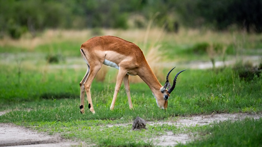 a gazelle grazing on grass in a field