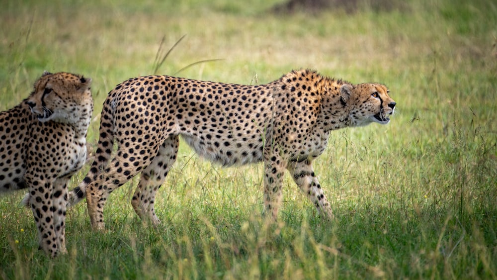 a couple of cheetah standing on top of a lush green field