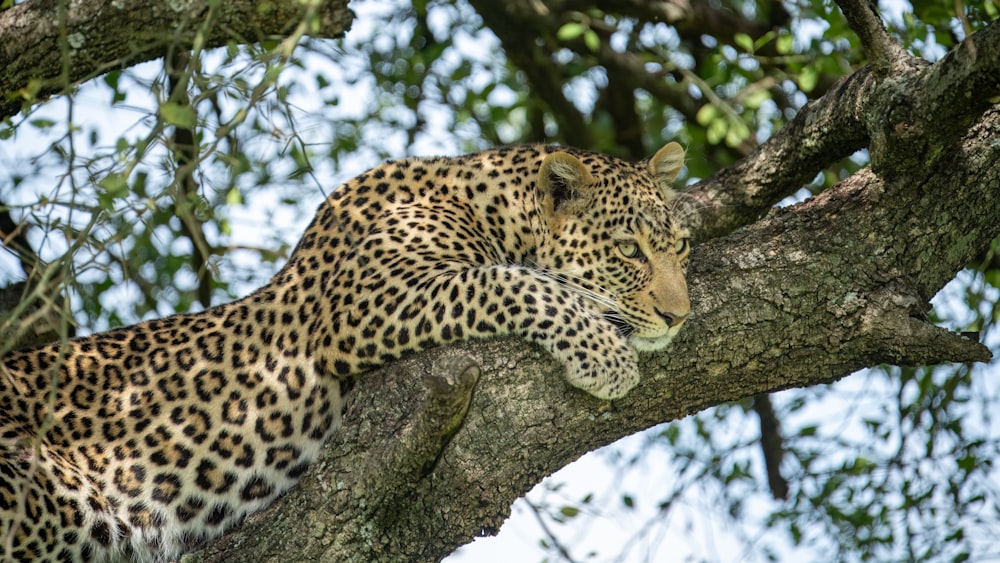 a leopard resting on a tree branch in a tree