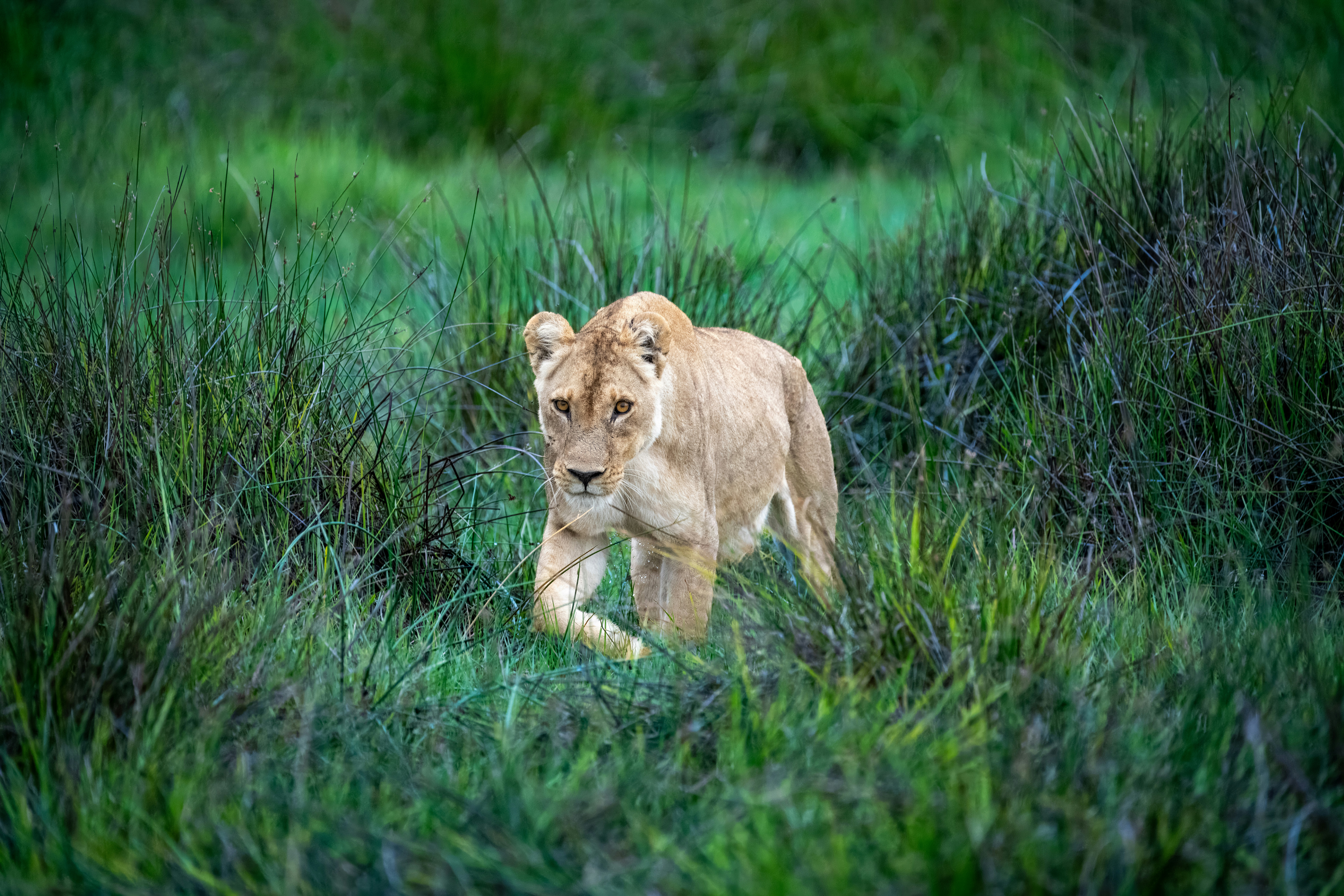 a young lion walking through a lush green field