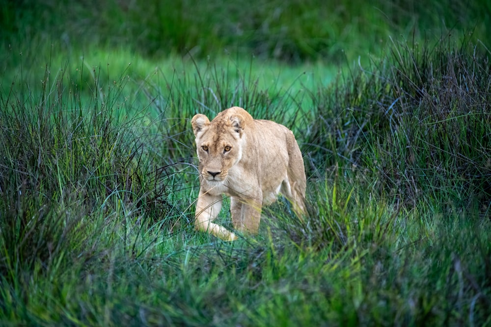 a young lion walking through a lush green field