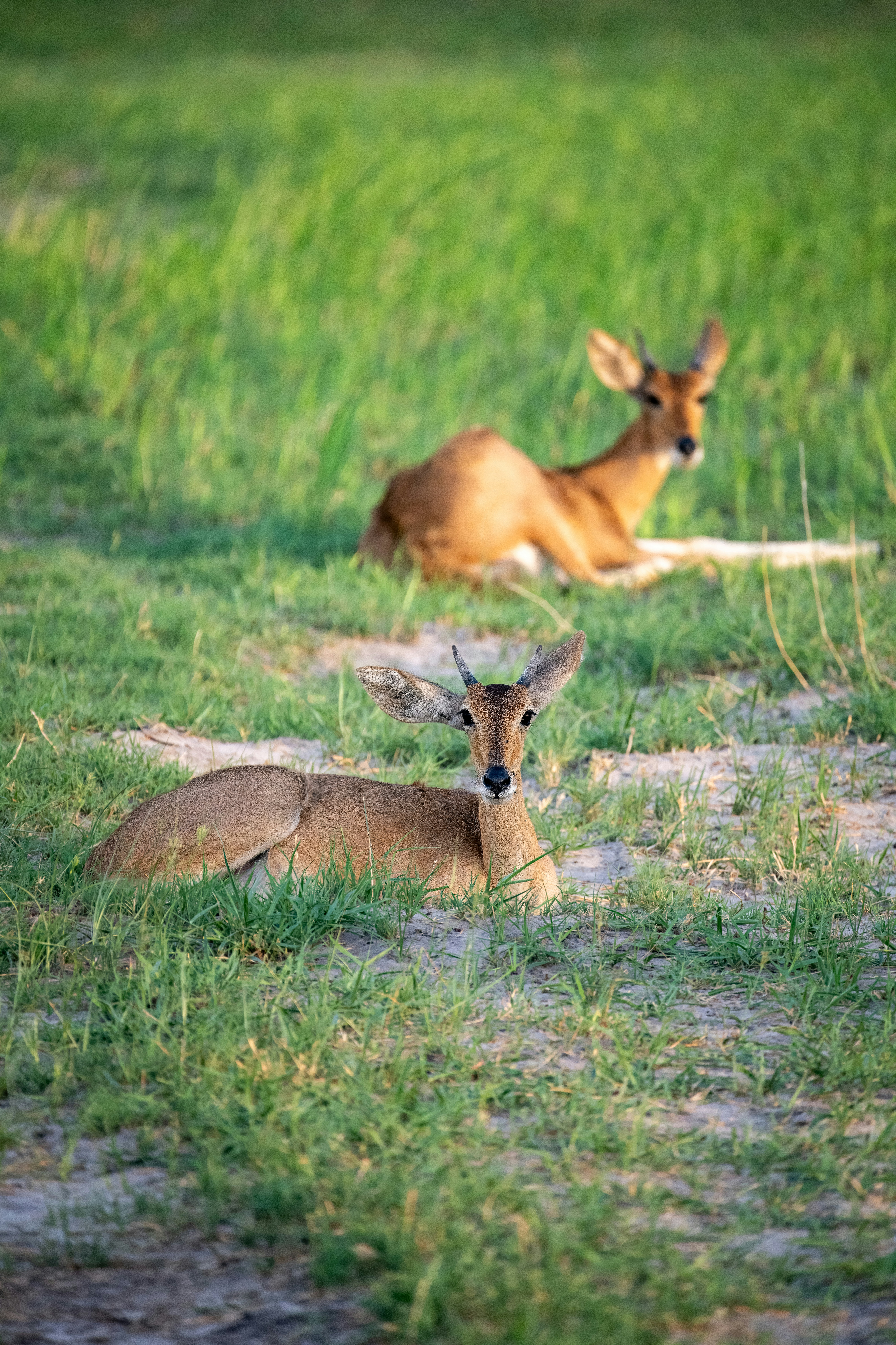 a couple of deer laying on top of a lush green field