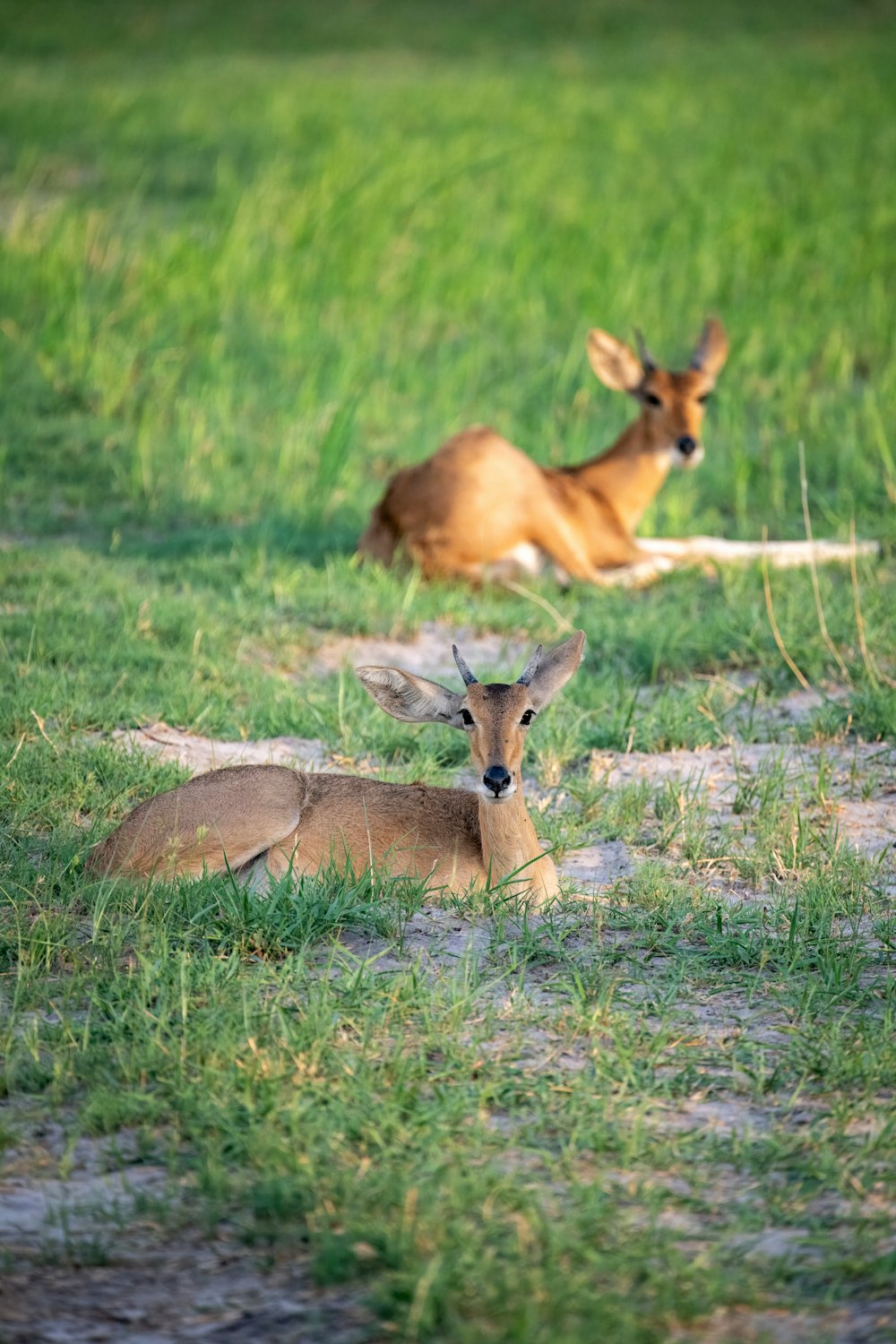 a couple of deer laying on top of a lush green field