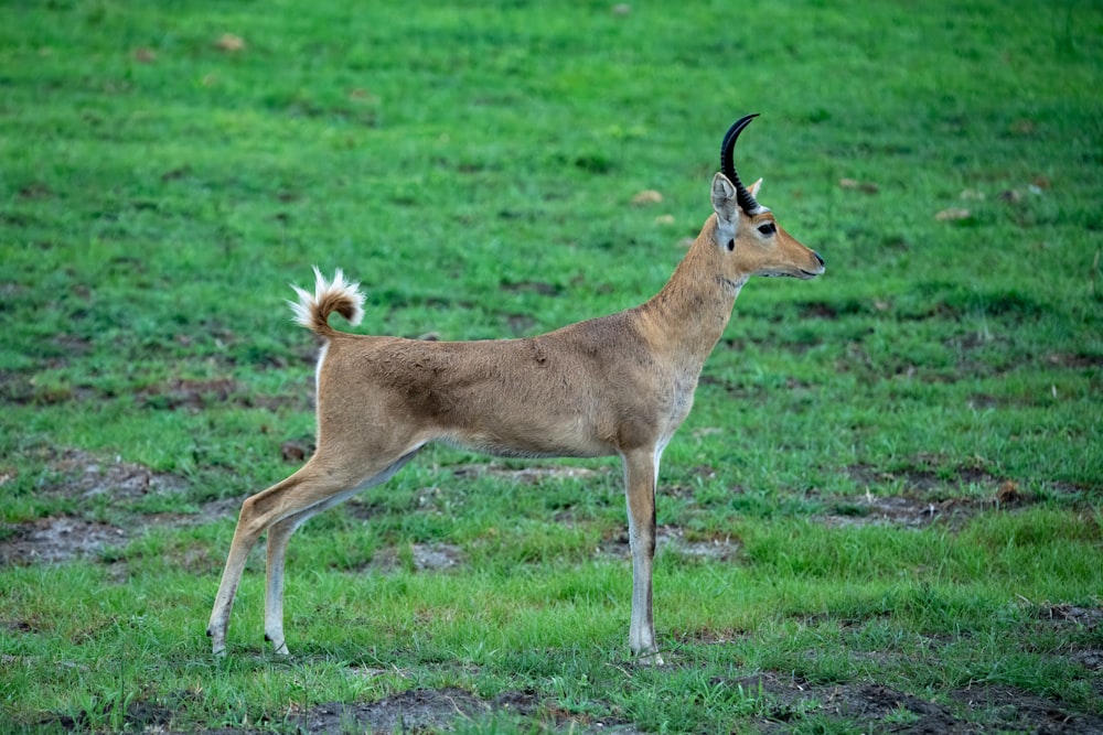 a deer with horns standing in a field