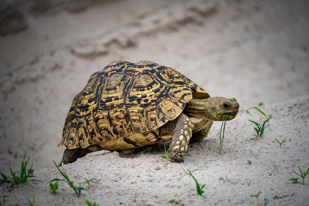 a large turtle walking across a sandy ground