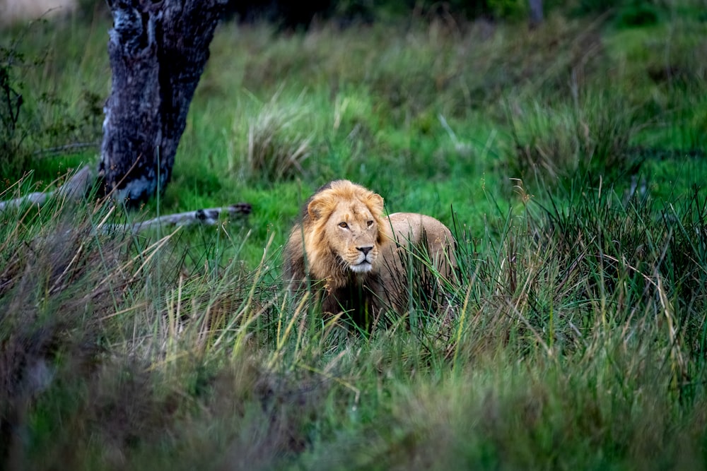 a lion walking through a lush green field