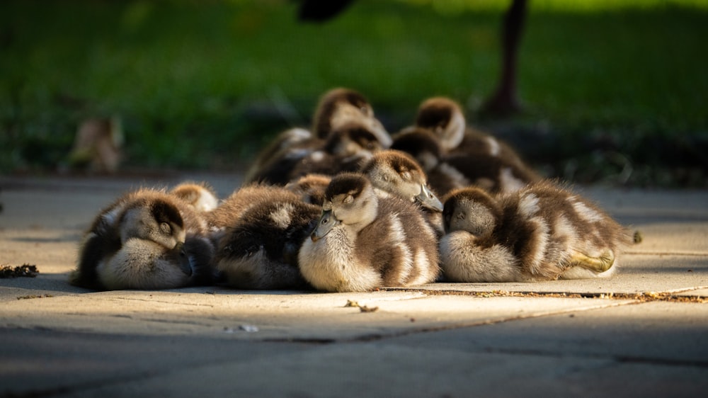 a bunch of ducks that are sitting on the ground