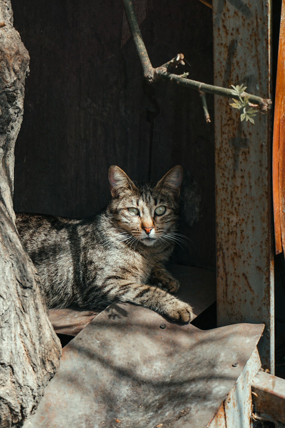 a cat laying on top of a piece of wood next to a tree