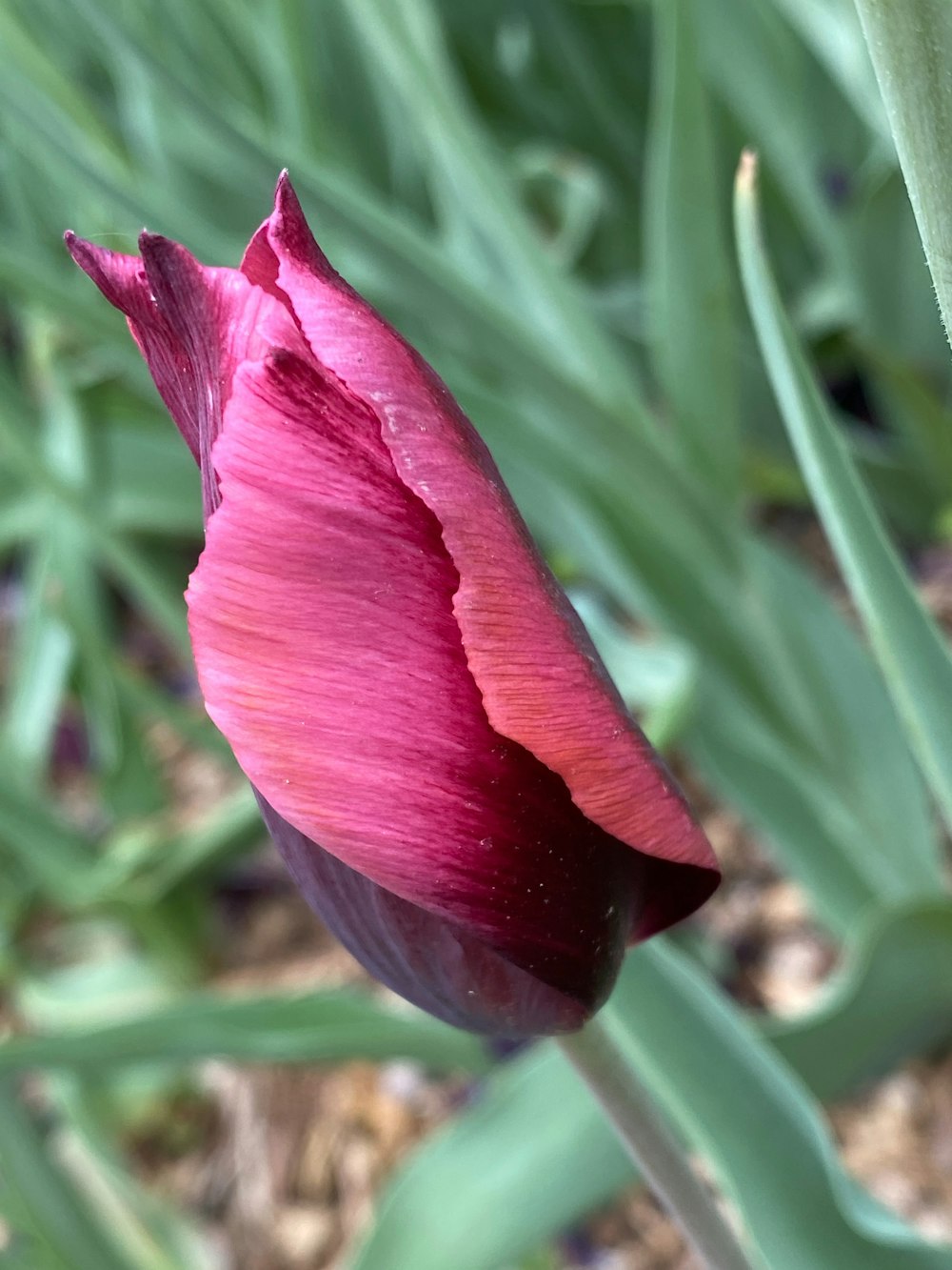 a close up of a pink flower in a field